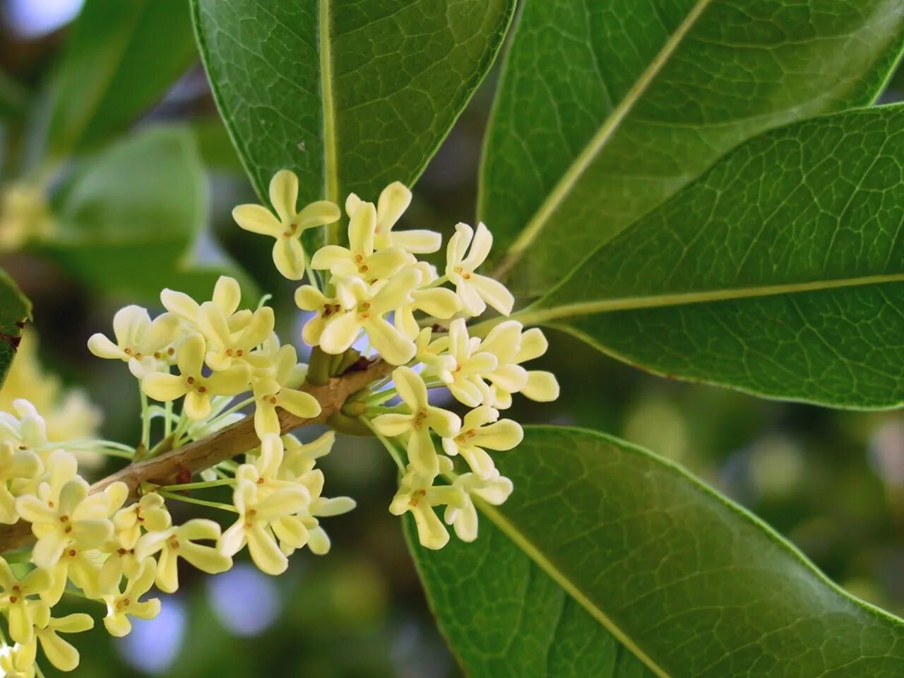 Цветы с сильным запахом. Османтус fragrans. Османтус душистый. Osmanthus fragrans османтус. Османтус душистый (Osmanthus fragrans) –.