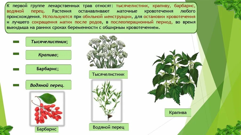 Растения останавливающие кровотечение. Лекарственные растения при кровотечениях. Растения применяемые в гинекологии. Лекарственные травы для остановки маточных кровотечений. Перец крапивой