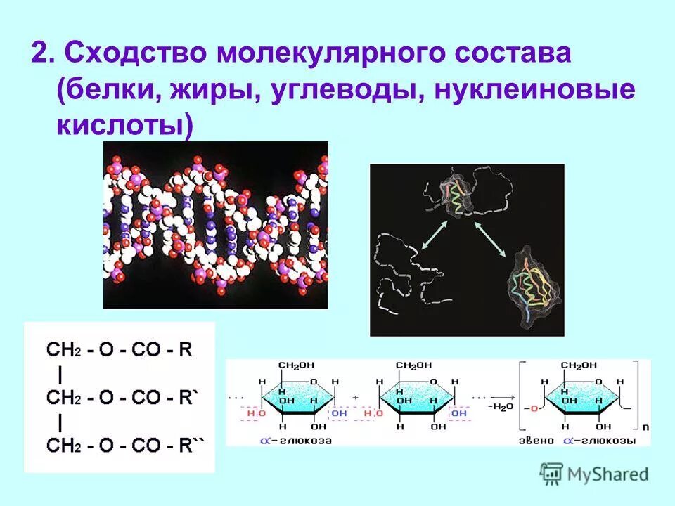 Нуклеиновая кислота вода. Функции белков липидов углеводов нуклеиновых кислот. Жиры и нуклеиновые кислоты. Строение белков и жиров. Состав белков жиров и углеводов.