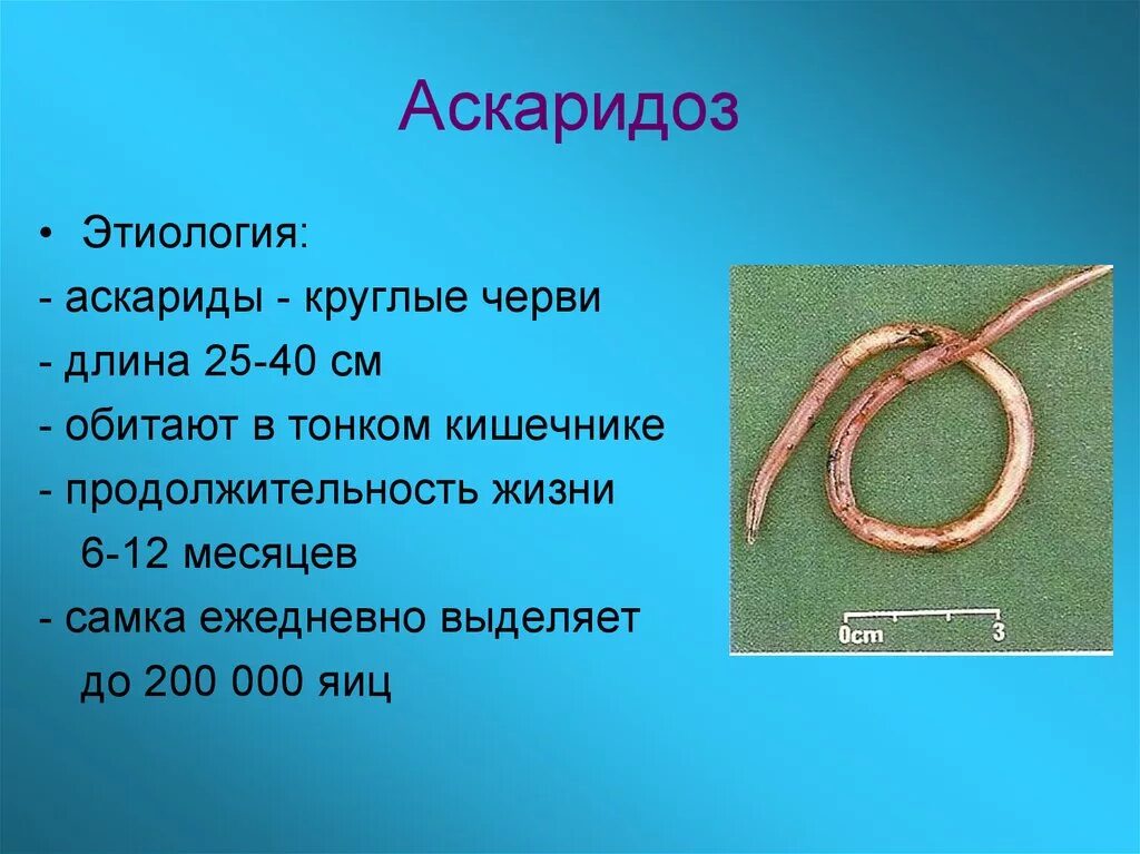 Человеческая аскарида круглый червь. Гельминтозы цикл аскариды.