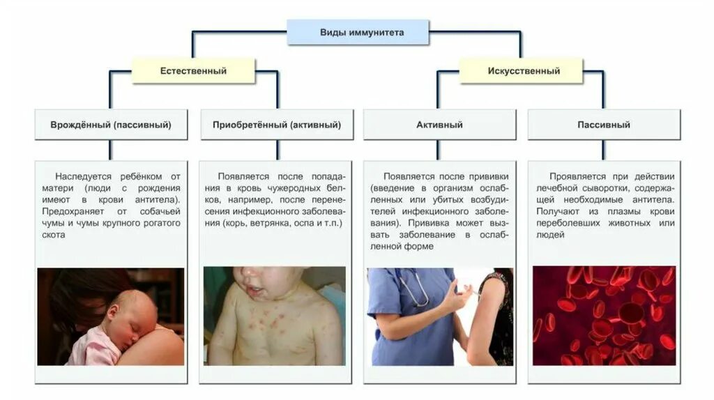 Врожденный видовой иммунитет. Естественный врожденный пассивный иммунитет. Врожденный иммунитет примеры болезней. Естественный активный иммунитет пример. Иммунитет детей на искусственном вскармливании