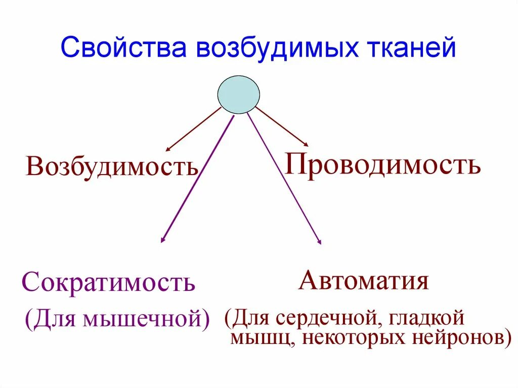 Возбудимость и сократимость характерны. Физиологическая характеристика возбудимых тканей. Физиологические свойства возбудимых тканей физиология. Свойства возбудимости тканей. Общие свойства возбудимых тканей.