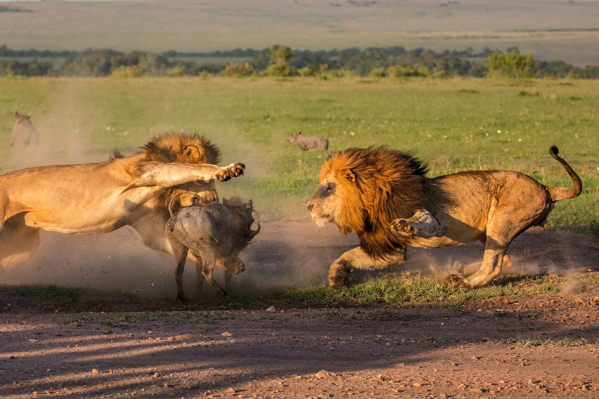 Chase animals. Лев бежит. Львы в саванне.