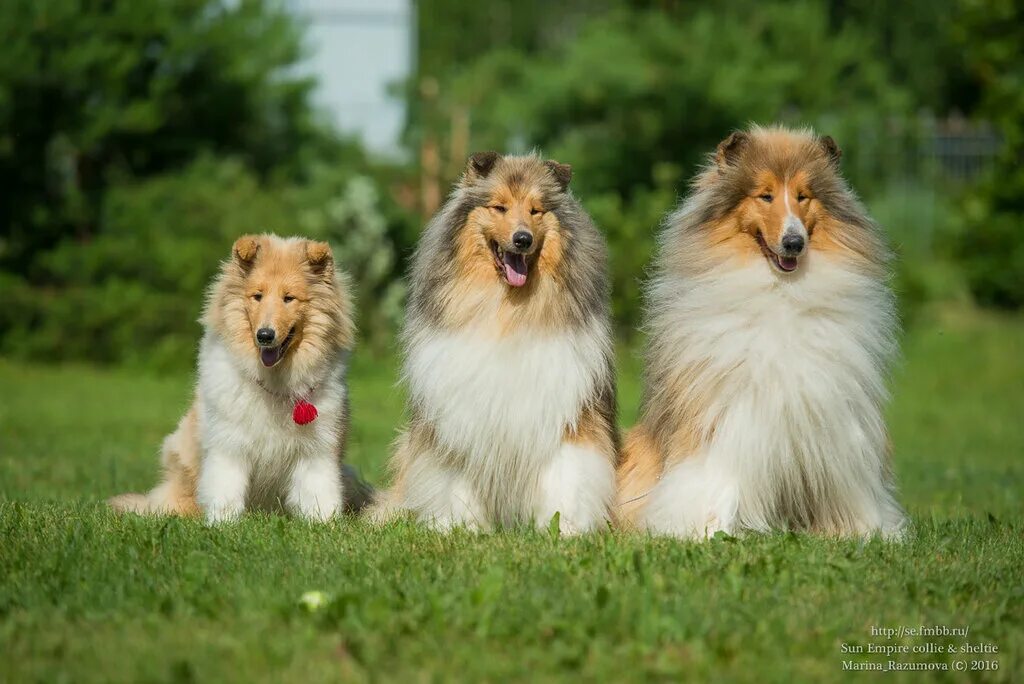 форум колли и шелти