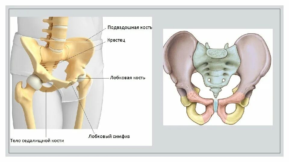 Берцовая и подвздошная кость. Лонная кость строение таза. Кости таза анатомия подвздошная кость. Подвздошная кость лобковая кость седалищная кость. Кости таза лонная кость анатомия.