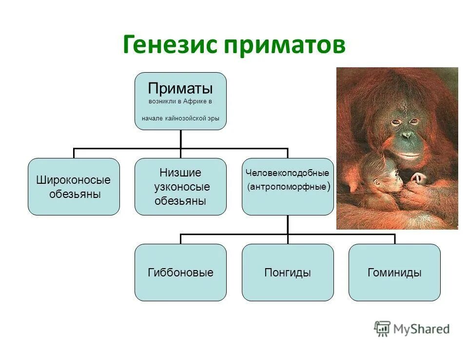 дриопитеки - древесная обезьяна. приматы какая эра. эволюция приматов высшие приматы. кайнозойская эра палеоген. доисторический гигантопитек.