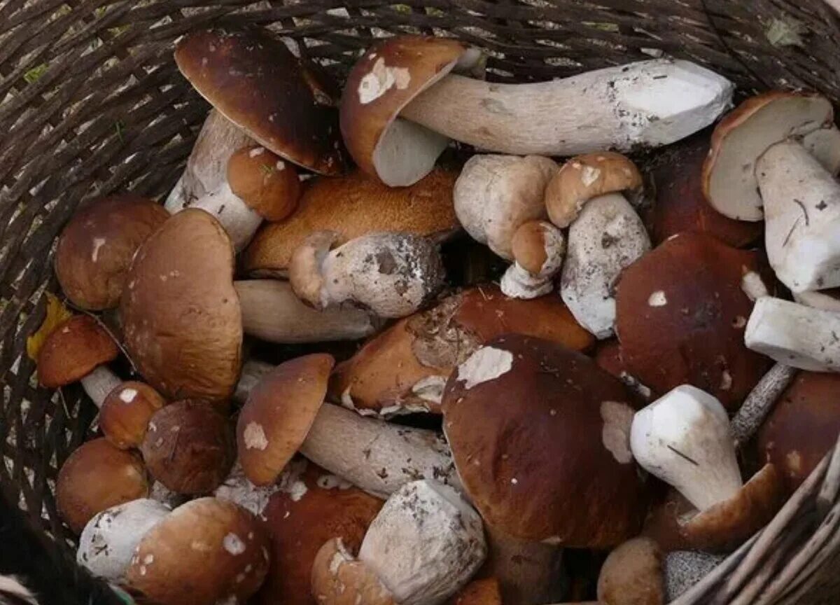 Сон белые грибы много
