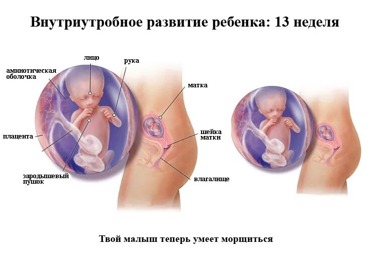 13 1 неделя беременности. Как выглядит плод 14 нед. 14 Недель беременности фото плода. Расположение ребенка на 14 неделе беременности. Размер эмбриона на 14 неделе беременности.