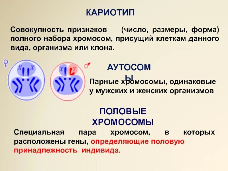 Кариотип аутосомы. Аутосомы и половые хромосомы. Кариотип аутосомы и половые. Аутосомами называются хромосомы. Совокупность хромосом называется