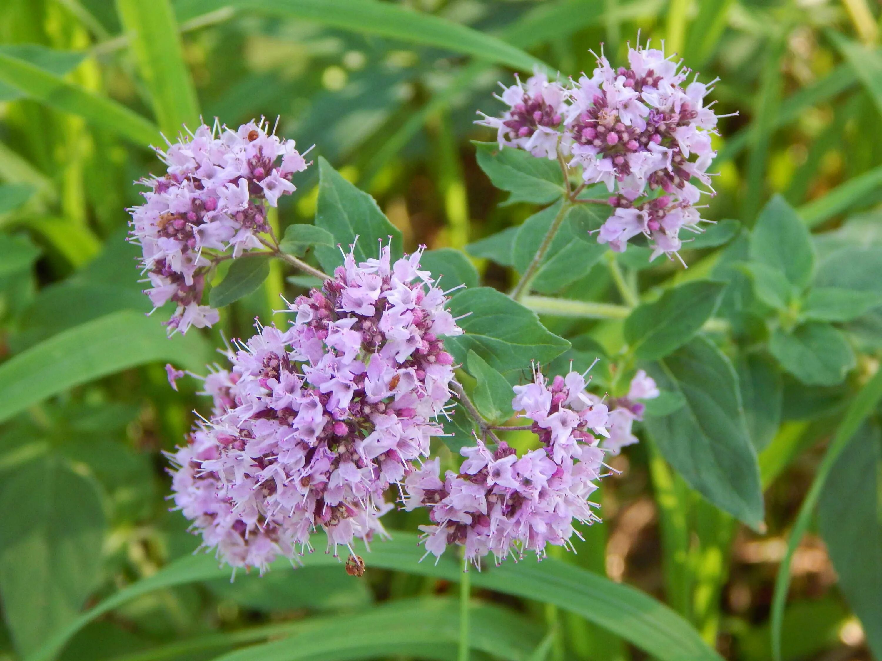 Как по другому называется трава. Мятлик луговой эвора. Грыжник душистый. Чабрец болотный. Лесная мята душица.