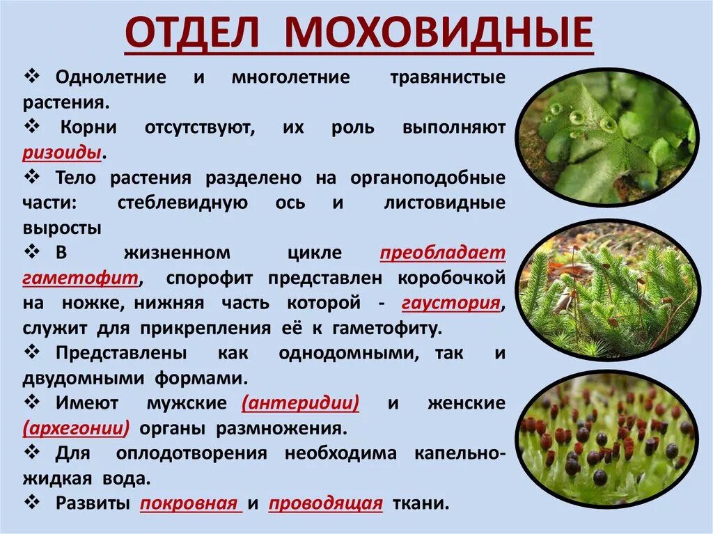 Дайте характеристику моховидных растений. Отдел Моховидные. Общая характеристика моховидных растений. Моховидные кратко. Признаки отдела Моховидные.