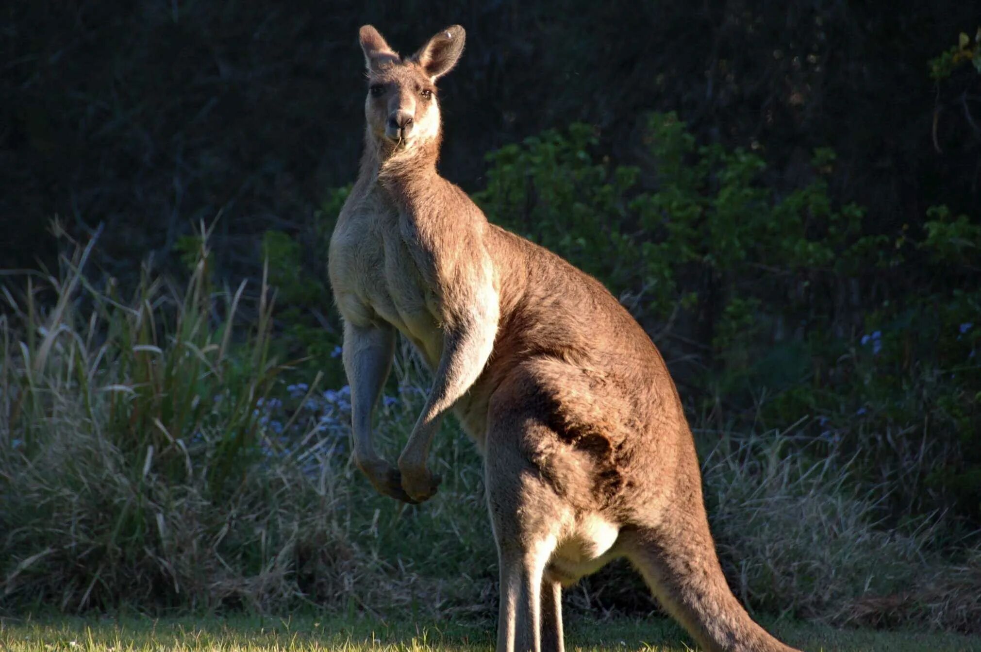 Кенгуру 2024 1. Сумчатые кенгуру. Гигантский рыжий кенгуру (Red-Grey Kangaroo). Самка кенгуру. Исполинский рыжий кенгуру.