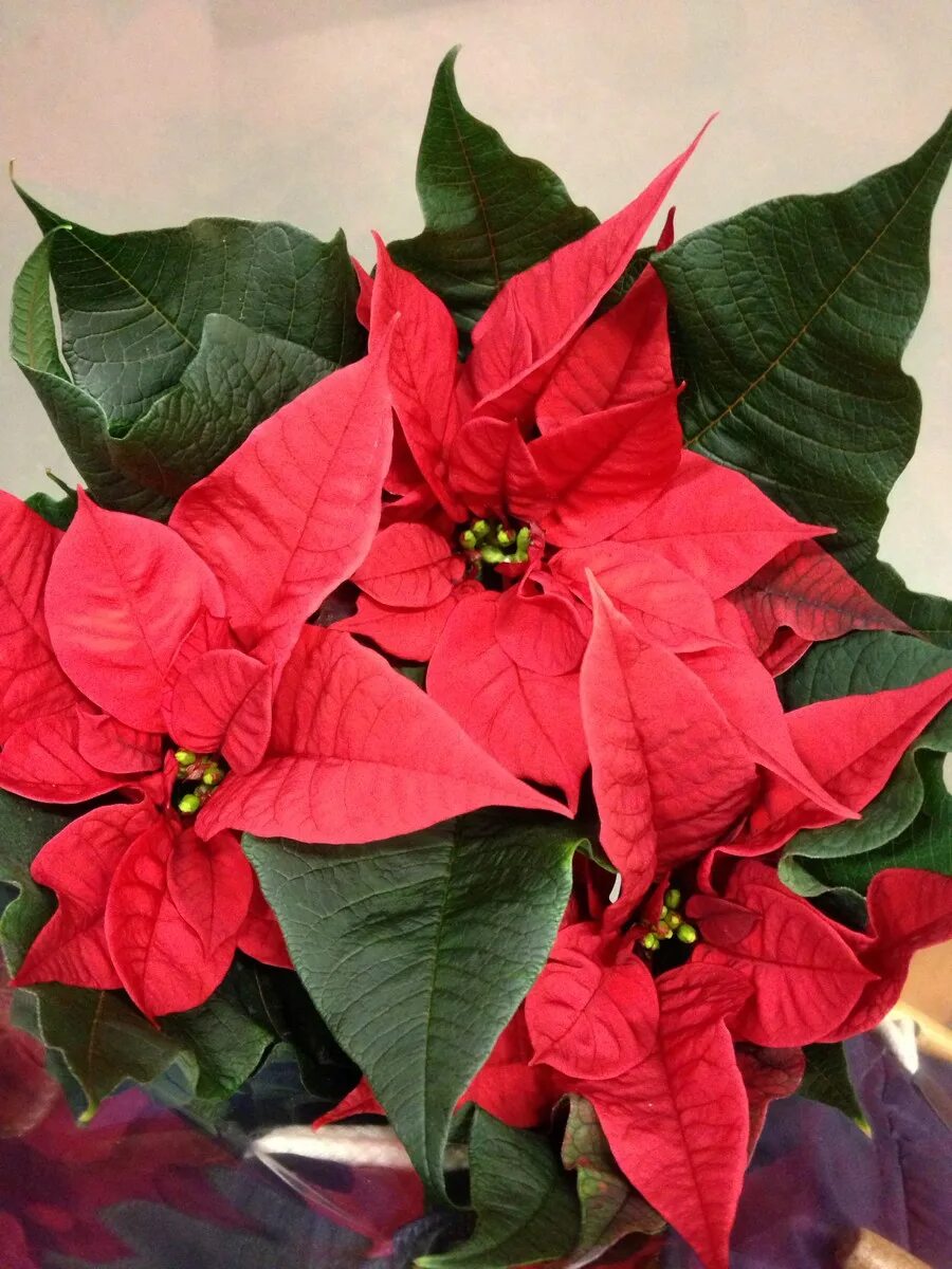 пуансеттия, молочай прекраснейший. цветок пуансеттия рождественская. рождественский цветок пуансетия. молочай пуансеттия. пуансеттия или рождественская звезда.