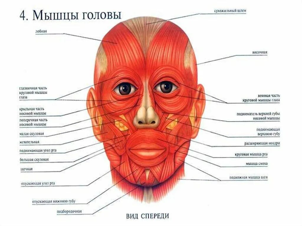 Верхняя часть лба. Мимические мышцы анатомия человека. Мимические мышцы лица и шеи анатомия. Мимические мышцы крепятся к коже лица. Мышцы головы мимические и жевательные.