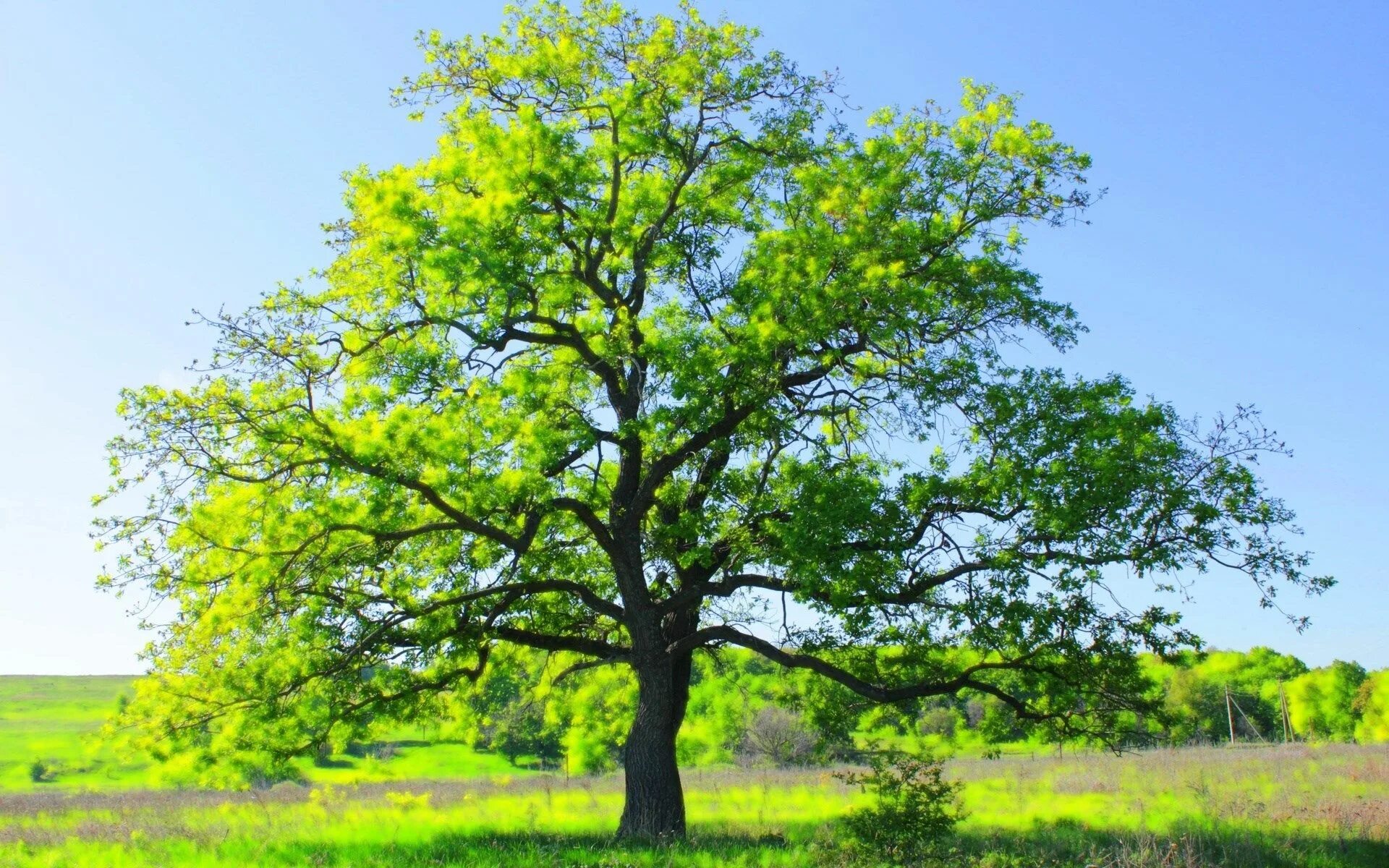 Natural tree