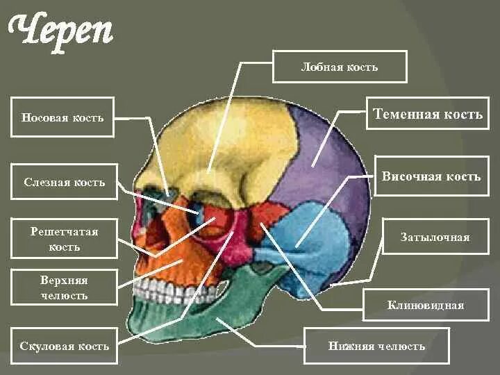 Решетчатая теменная лобная кости. Клиновидная и решетчатая кости черепа. Лобная кость. Решетчатая кость. Решетчатая кость черепа анатомия.