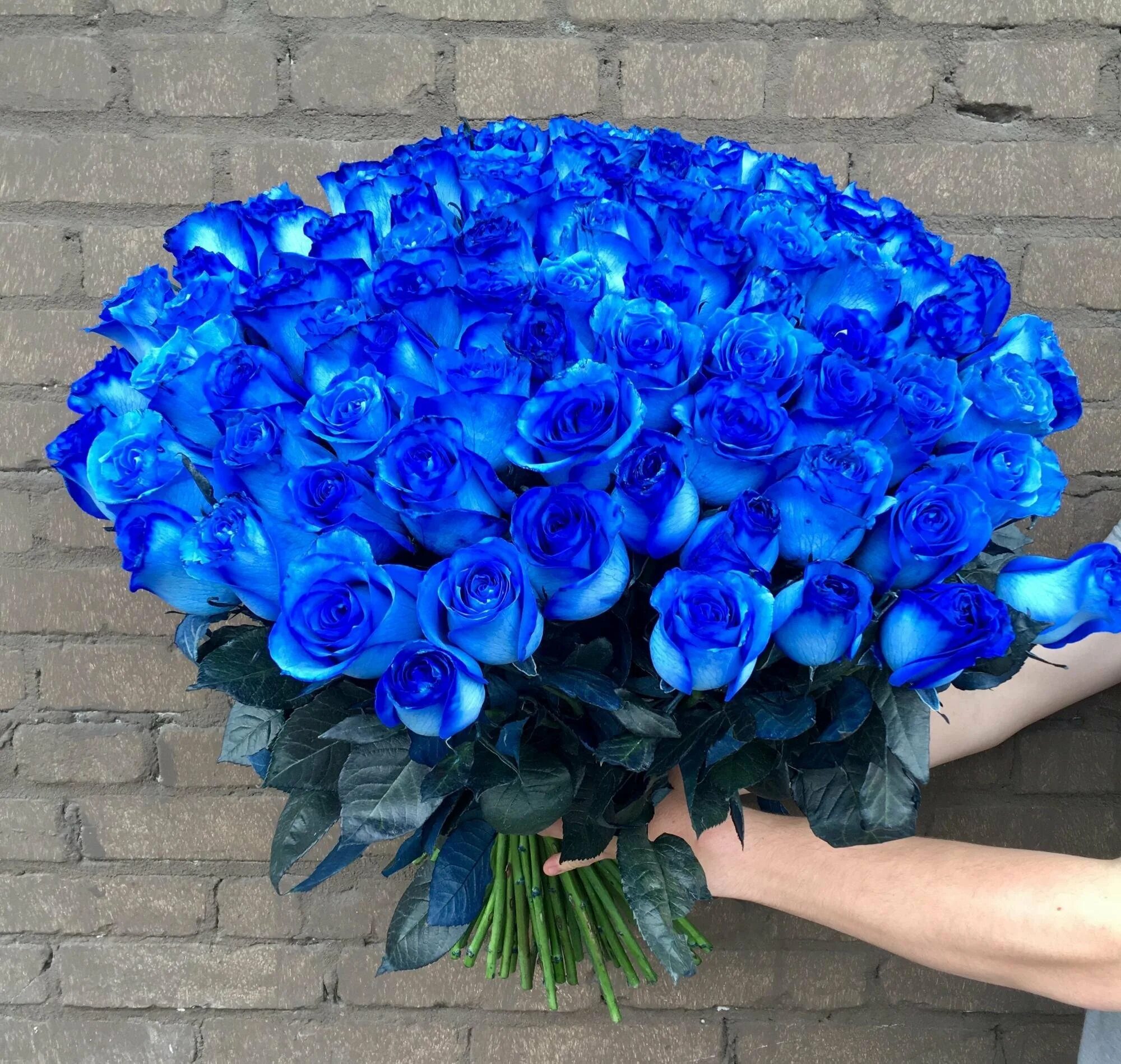 Красивые цвет из синих цветов. Эквадорские синие розы. Голубые розы Сантори. Синие кустовые розы.