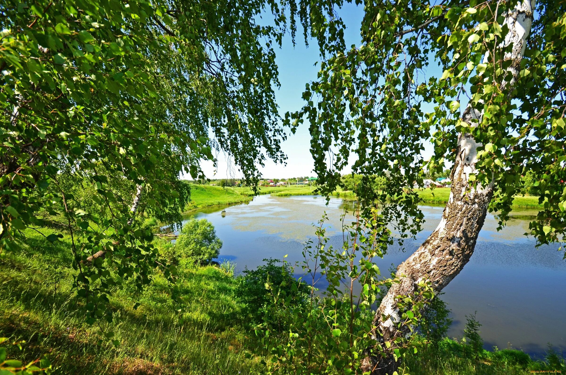 Река Березка Тверская область. Природа деревня речка Березки. Брянск река Березка. Березовая роща около реки Таруса. Открой березки