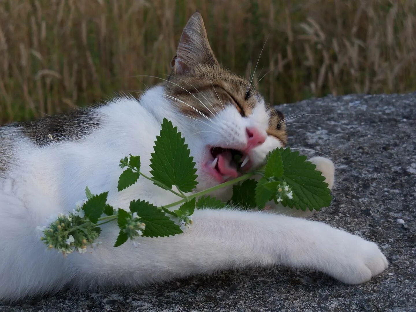 Для чего кошачья мята котам. Котовник кошачий (мята Кошачья). Catnip Кошачья мята. Кошачья мята и валерьянка. Кошачья валерьянка растение.