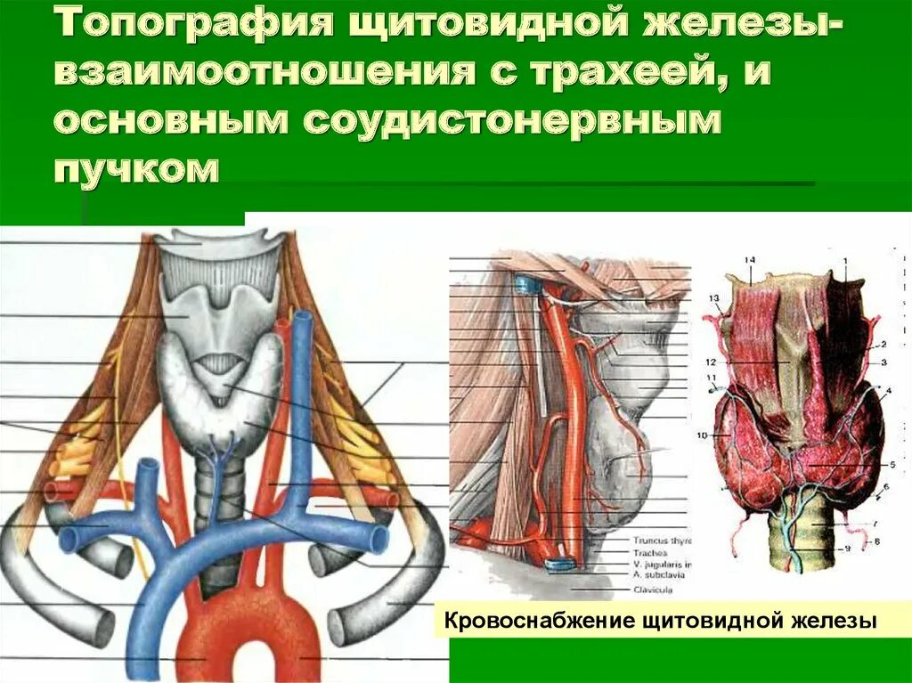 Что такое сосудистые пучки какую. Кровоснабжение щитовидной железы топографическая анатомия. Топография щитовидной желез. Щитовидная железа топографическая анатомия. Щитовидная железа анатомия топография.