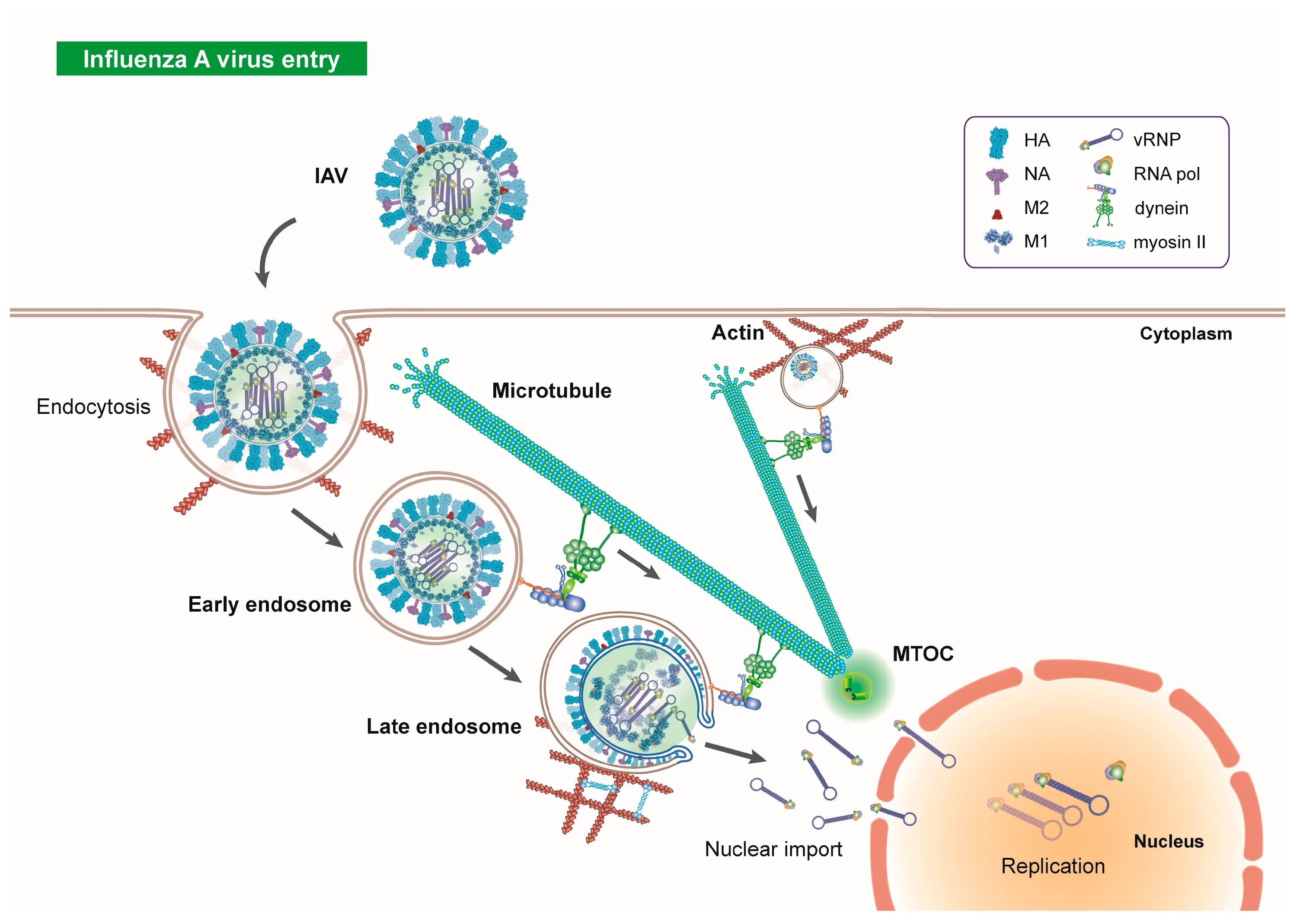 Вирусы способны к самостоятельному обмену. РНК вирусы. Репродукция вируса Orthomyxoviridae. Influenza b вирус. РНК influenza virus a/b..