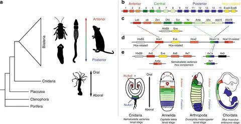 Here, the authors disrupt Hox genes NvAx1 and NvAx6 in the starlet sea anem...