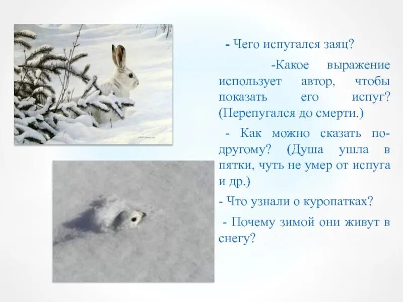 Какие выражения использует автор