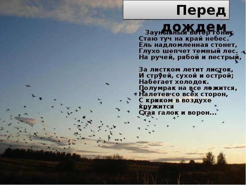 Ветер гонит стаю. Стих перед дождем. Заунывный ветер гонит стаю туч на край небес. Некрасов перед дождём текст.