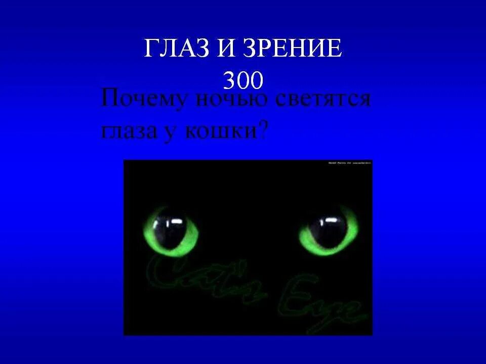 Хочу светящиеся глаза. У кошки светятся глаза в темноте. Глаза кошки ночью. Светящиеся кошачьи глаза. Почему у кошки светятся глаза ночью.