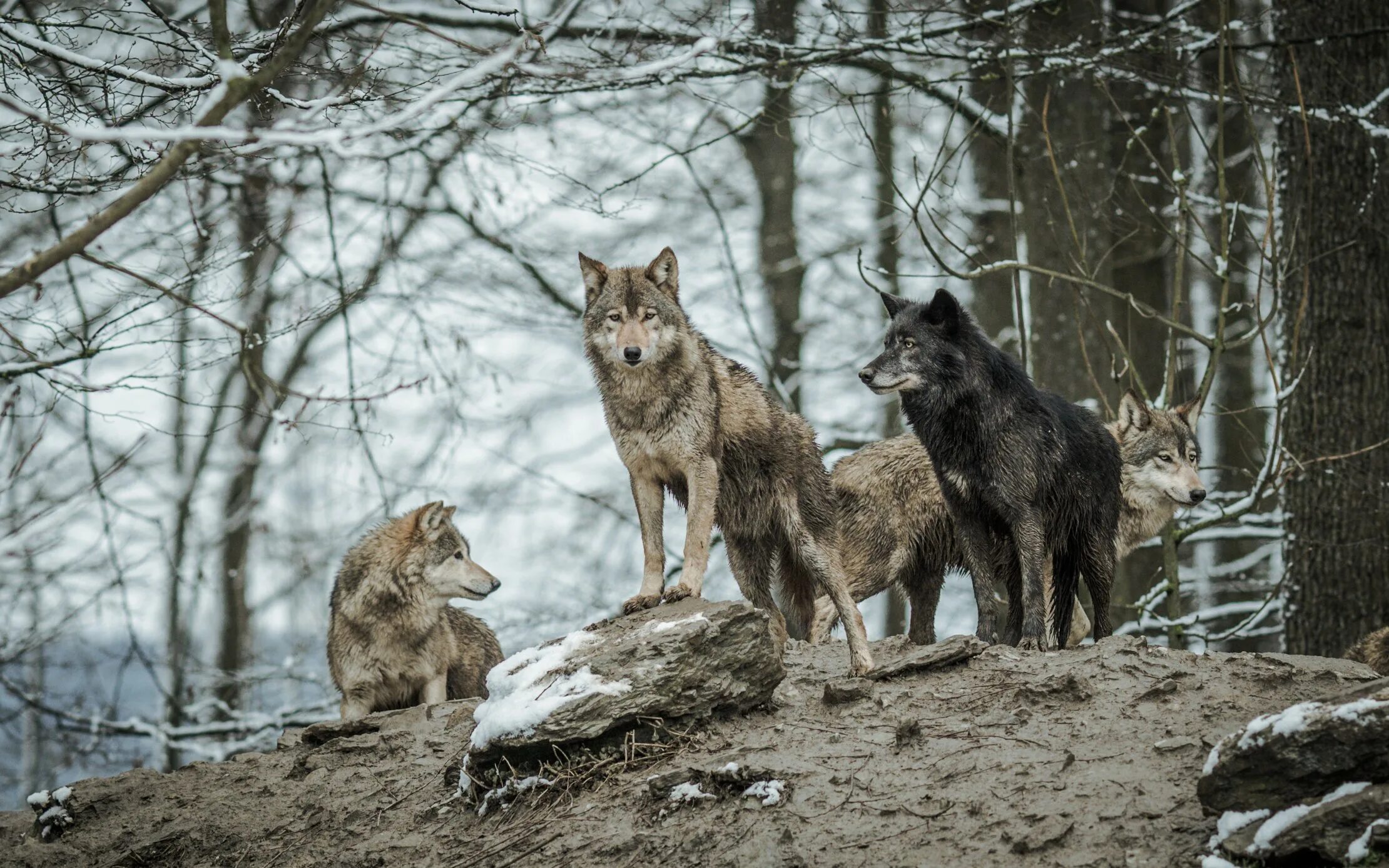 Вожак стаи Волков. Волчья стая / Wolf Pack. Волчья дикость