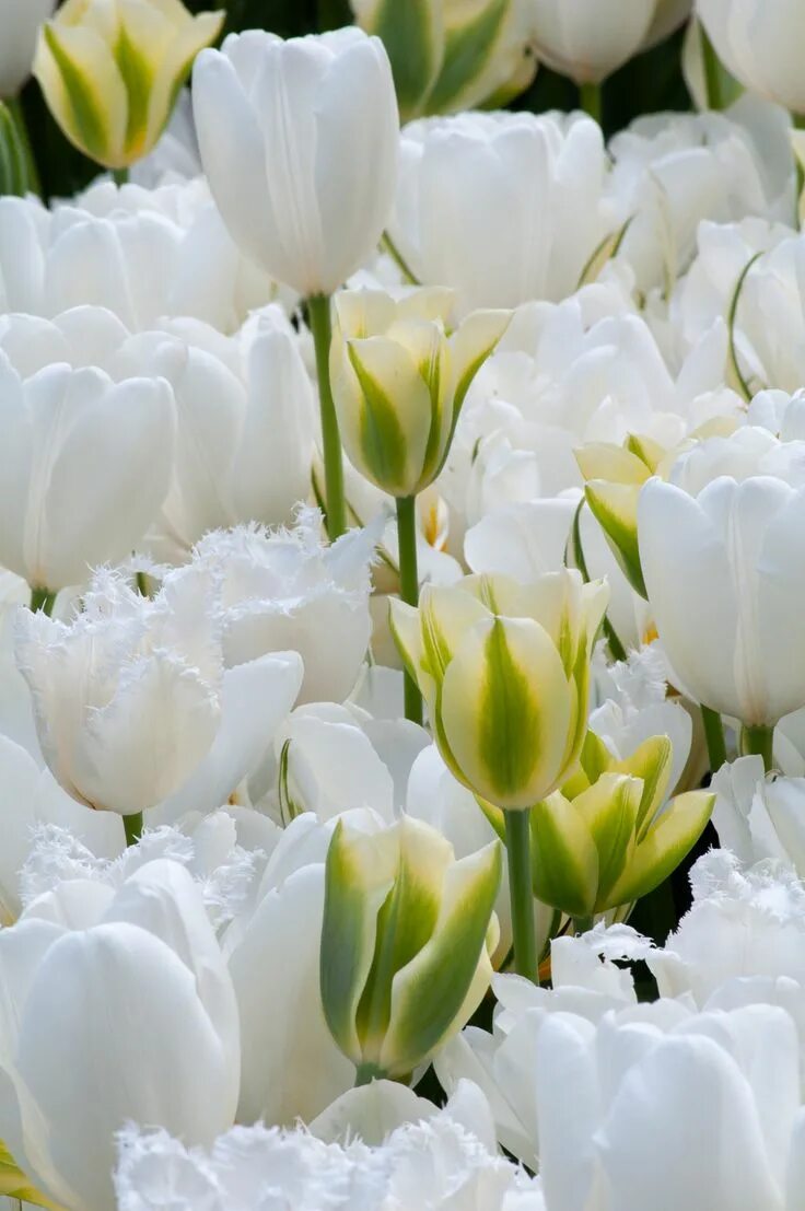 White tulip