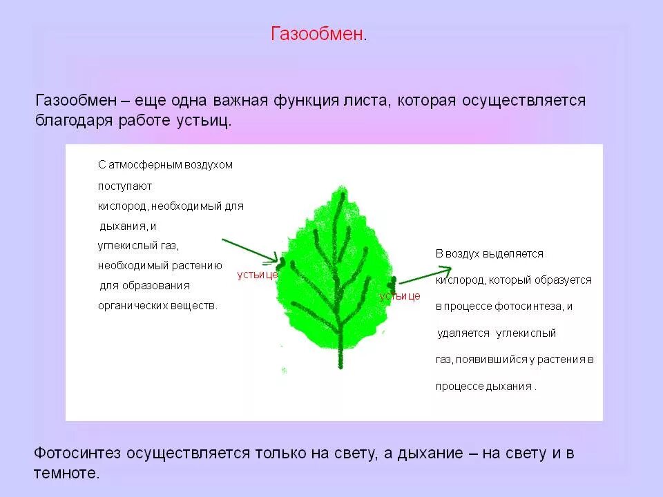 Процессы в жизни растений 5 класс биология. Газообмен у растений 6 класс биология. Схема газообмена у растений. Структура листа для газообмена. Функция газообмена у листа.