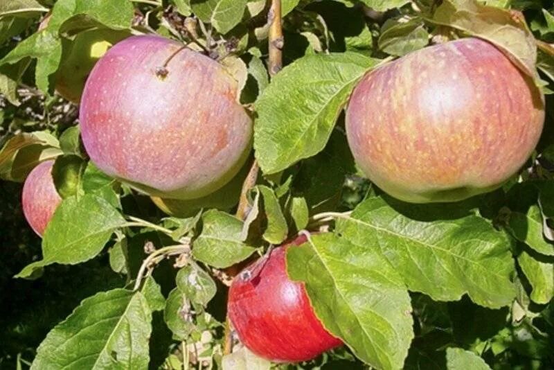 Яблоня апорт описание. Апорт (сортотип яблони). Сорт алмаатинский апорт яблоки. Саженцы яблоня апорт. Яблоня апорт описание сорта.