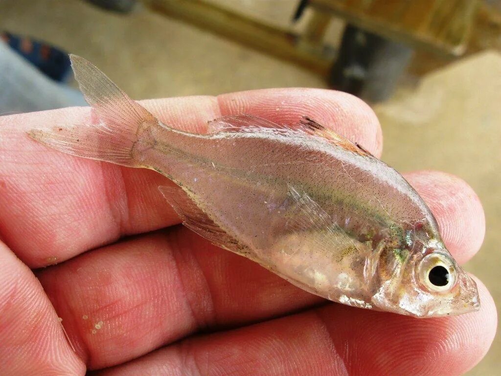 Стеклянный окунь аквариумная рыбка. Прозрачная рыба. Прозрачная рыбка. Маленькие прозрачные рыбки.