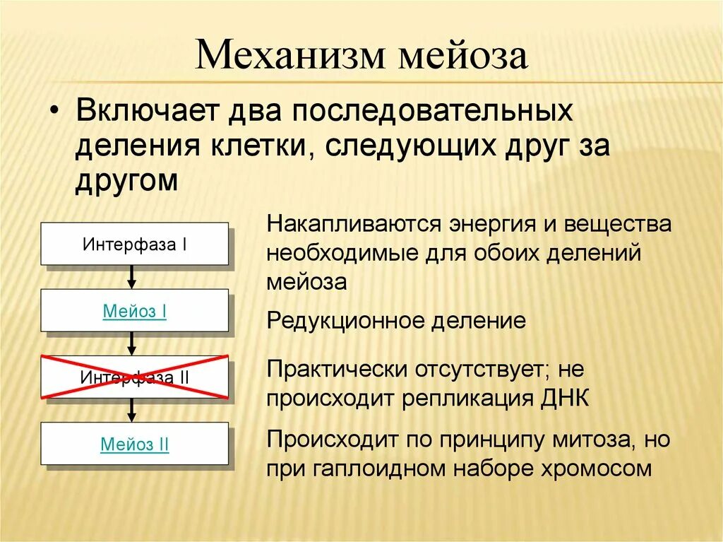 Какое биологическое значение мейоза. Механизм мейоза. редукционное и эквационное деление мейоза. редукционный и эквационный этапы мейоза. эквационное деление мейоза.