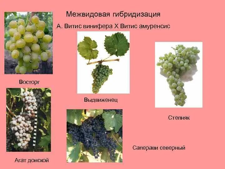 Отдаленная гибридизация примеры. Межвидовая гибридизация примеры. Сорта растений селекция. Межвидовое скрещивание растений. Межвидовое скрещивание примеры.