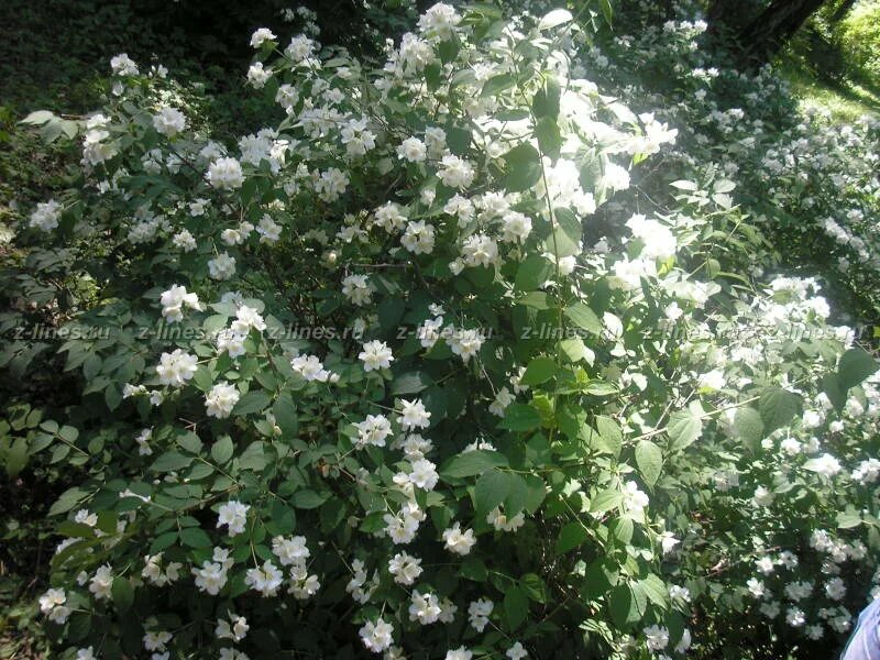 Чубушник в тени. Чубушник в сибири. Чубушник в кашпо. Чубушник в сибири. Чубушник в сибири.