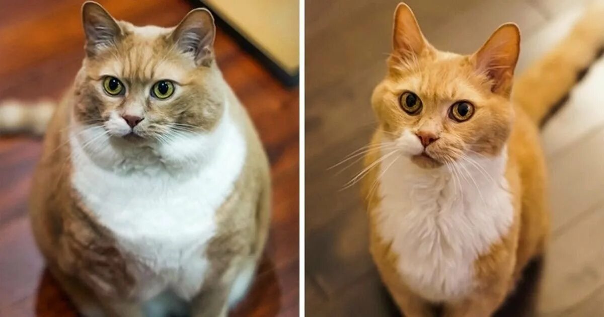 Кот похудел до и после. Коты про похудение. Кошка вейт. Кот растолстел. Кот похудение.
