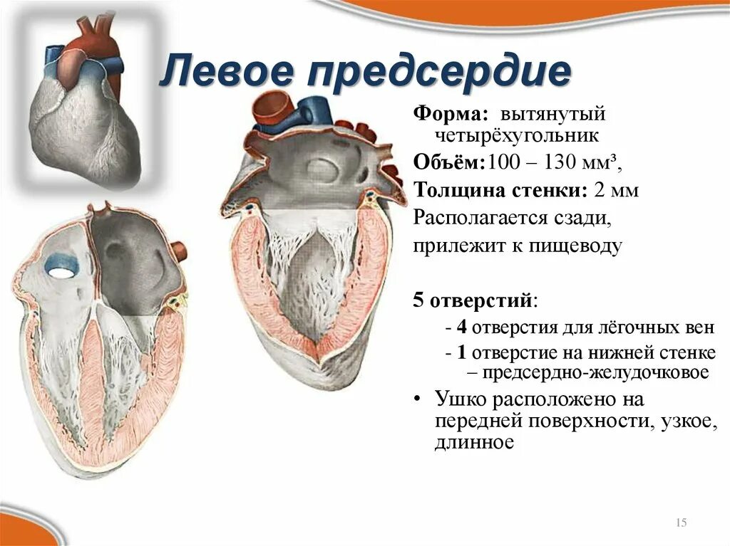 Строение левого предсердия. Строение левого предсердия сердца. Отверстия сердца левое предсердие. Правое и левое предсердие строение. 3 в левое предсердие впадают