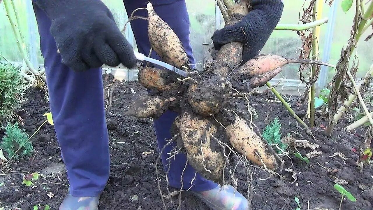 Обязательно ли выкапывать