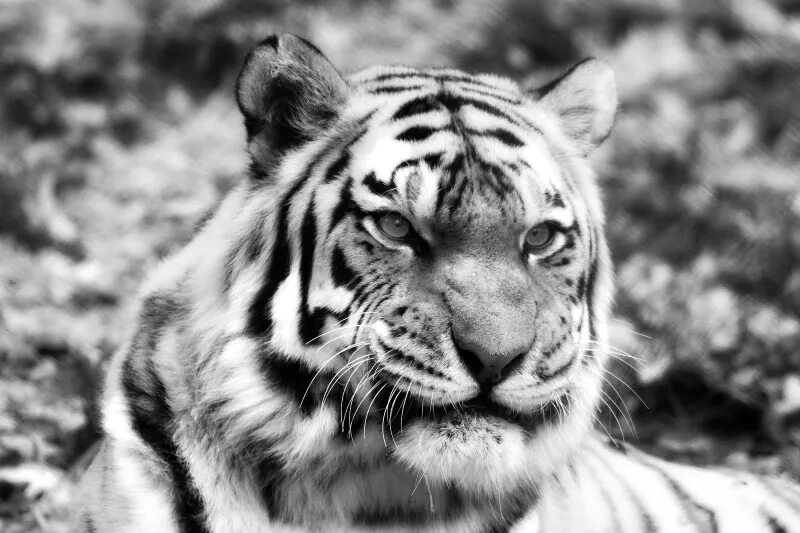 Котенок чихает. Кот чихает. Амурский тигр фото. Ррррр. Ррррр.