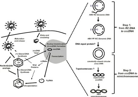 The virus of life