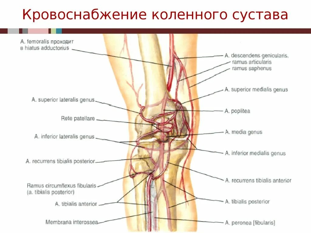 Нервы коленного сустава человека .схема. Кровоснабжение коленного сустава. Коллатеральный кровоток коленного сустава. Анатомия коленного сустава нервы и сосуды. Сосуды коленного сустава