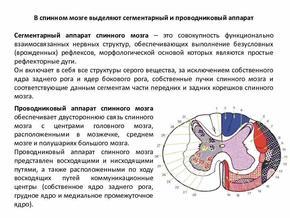 В спинном мозге выделяют. Сегментарный и проводниковый аппарат спинного мозга. Клиническая анатомия сегментарного аппарата спинного мозга. Собственный аппарат спинного мозга образован. Проводниковый аппарат спинного мозга функции.