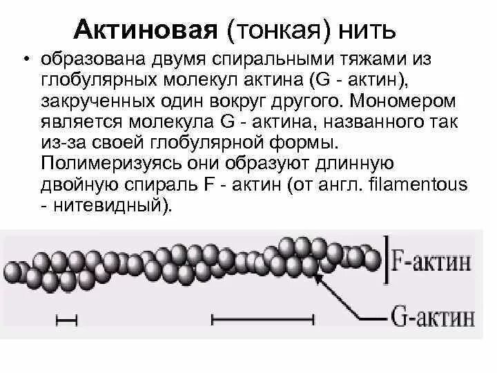 Нити актина