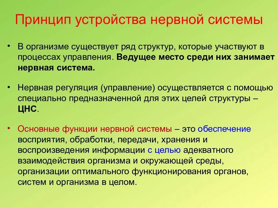 Особенности нервных структур. Афо нервной системы у детей. анатомо-физиологические особенности нервной системы. афо дошкольного возраста нервная система. особенности нервной системы детей дошкольного возраста.