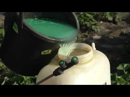 Можно обрабатывать клубнику железным купоросом