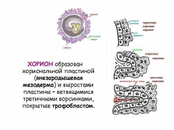 Ворсины трофобласта. Терминальная ворсинка плаценты. Первичные и вторичные ворсины хориона. Ворсинки хориона гистология препарат. Бластоциста и трофобласт.