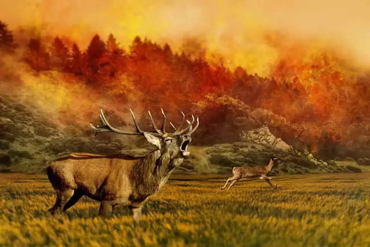 Горящий лес и Лось. Горящий лес и животные. Животные в горящем лесу. Олень пожар в лесу.