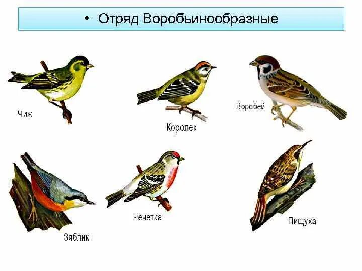 Воробьинообразные птицы таблица. Отряд Воробьинообразные семейства. Представители воробьинообразных птиц отряда. Представители класса Воробьинообразные.